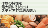 作物の特性を最大限に引き出すステビアで栽培の魅力